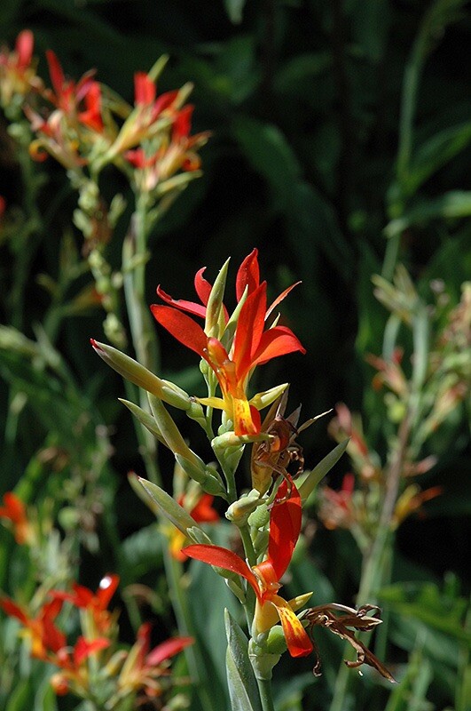 2 Canna Indica / Indian Shot Red/yellow Plant Pond Marginal Yard Edible