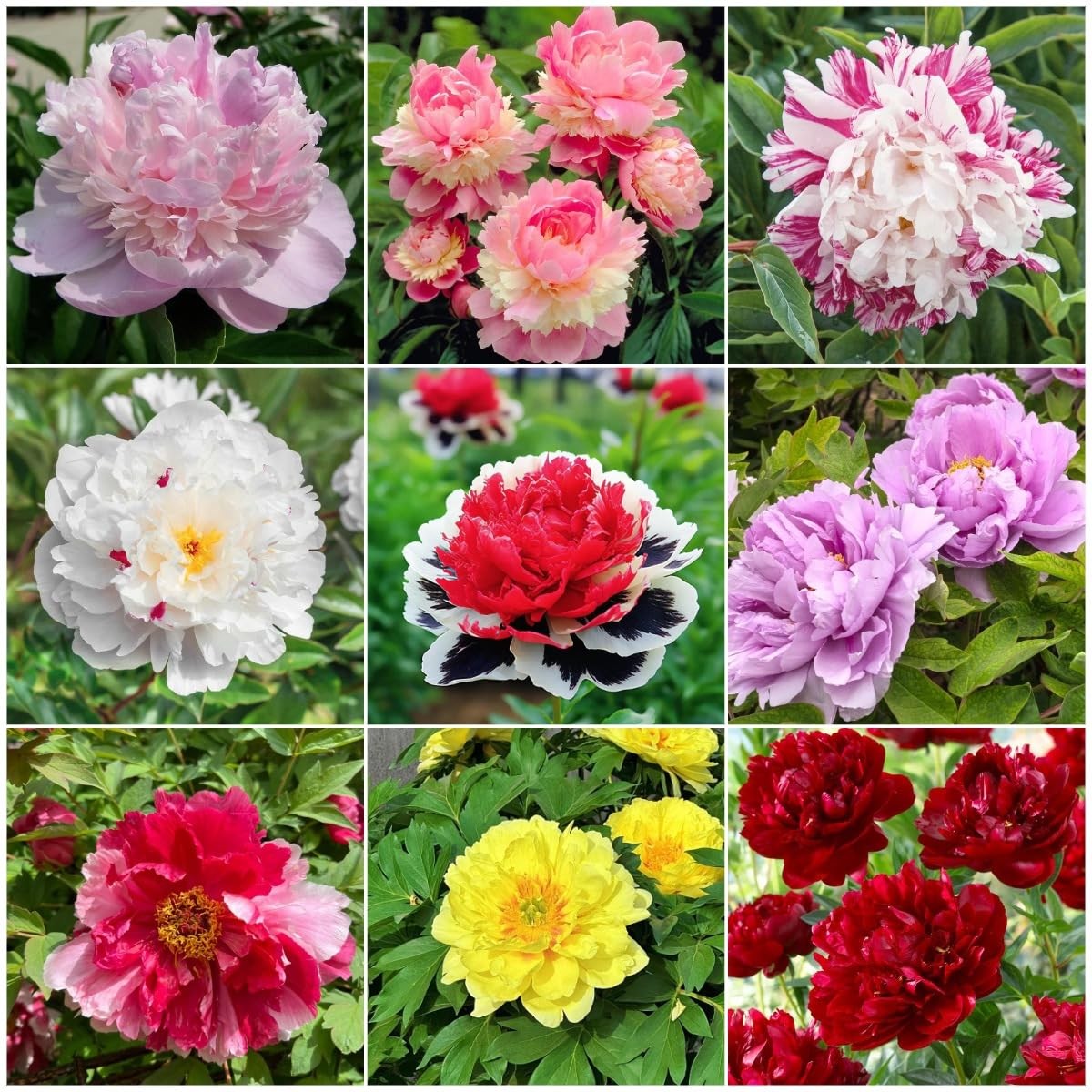 98 Mixed Peony Seeds for Planting – Colorful Perennial Flower Seeds, Heirloom…