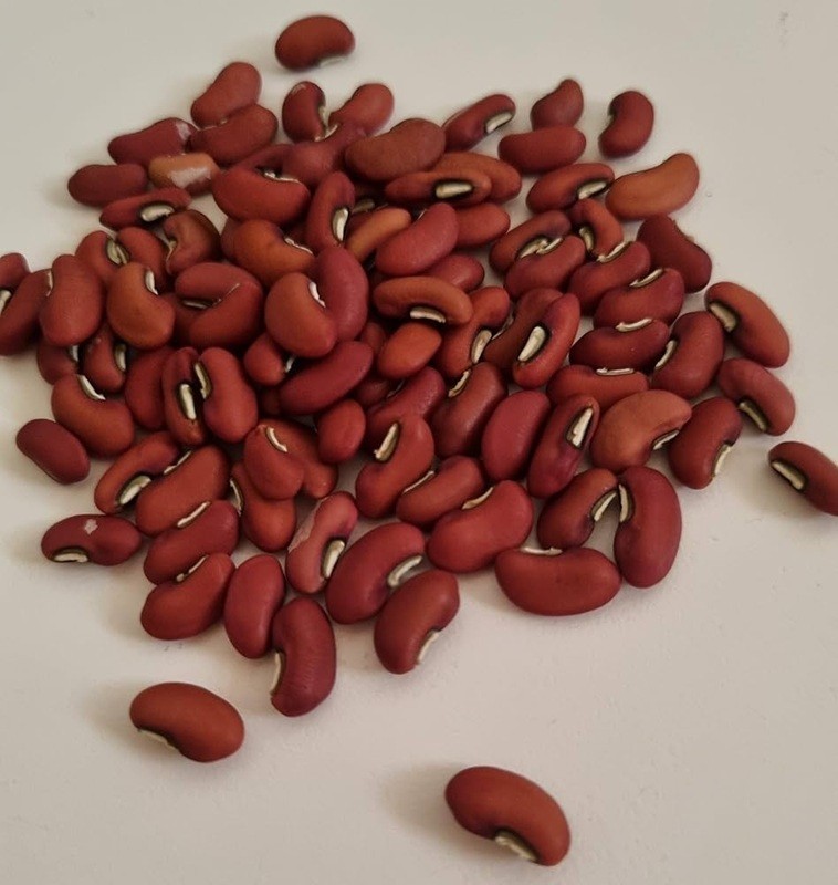 15+ Green / Red Yard Long Bean Seeds Asian Chinese Noodle Asparagus String Beans