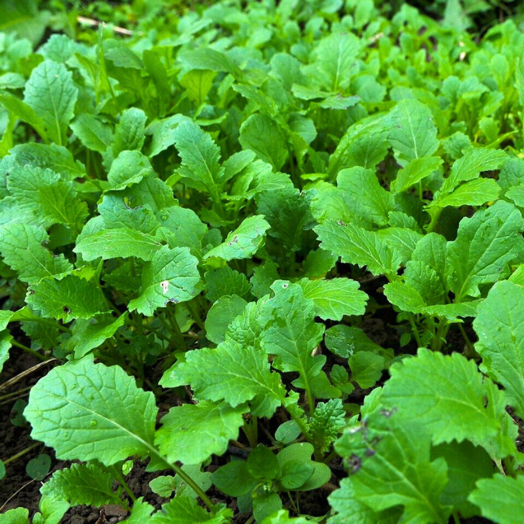 Fresh Florida Broadleaf Mustard Green Seeds | Heirloom Non-GMO | Vegetable seeds