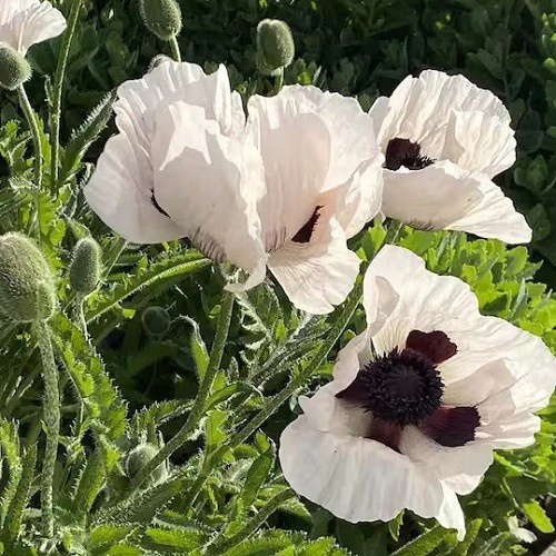 Mixed Colors Oriental Poppy Seeds For Planting Stratified Perennial Fresh Seeds