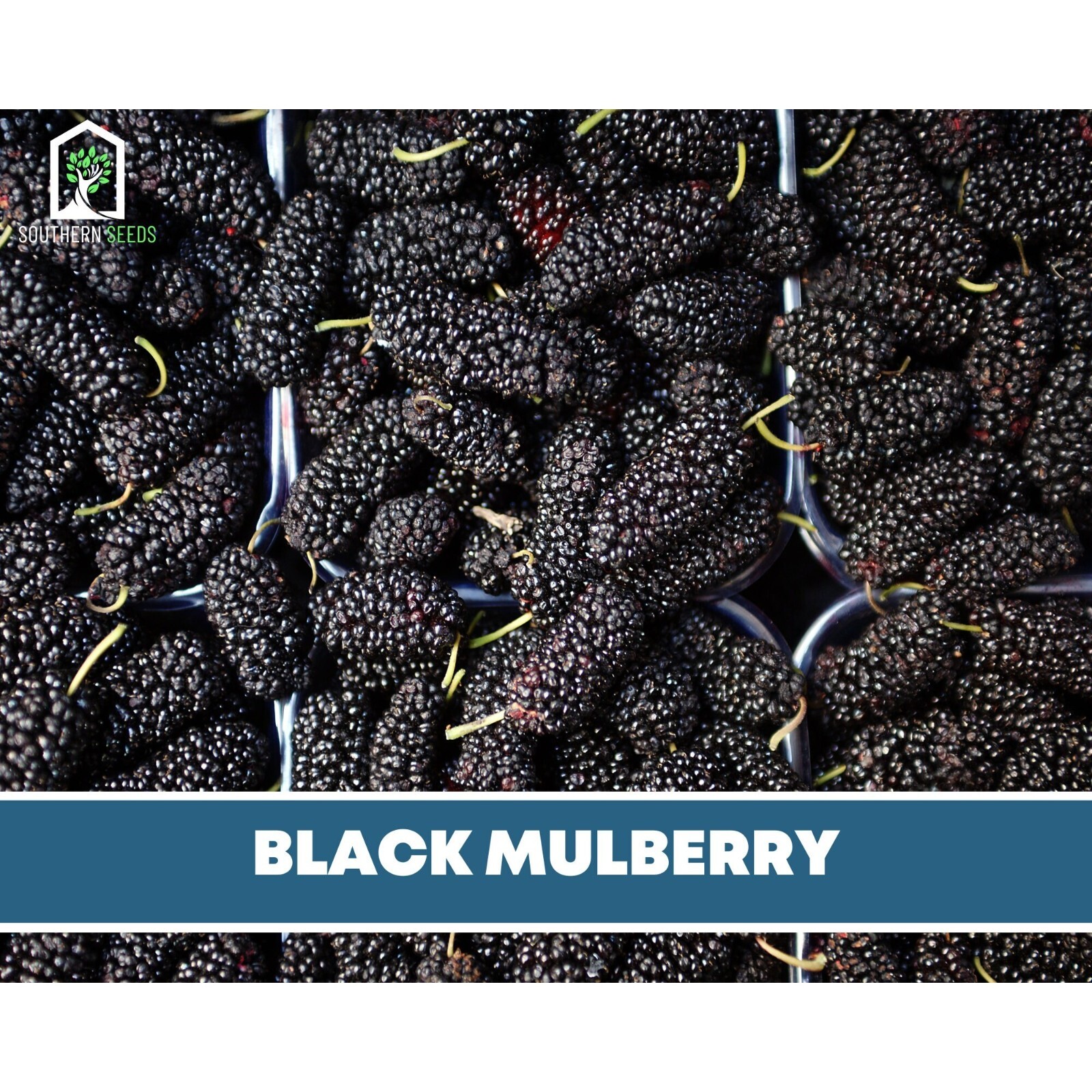 Mulberry, Black – Heirloom Seeds – Culinary & Medicinal – Non GMO (Morus nigra)