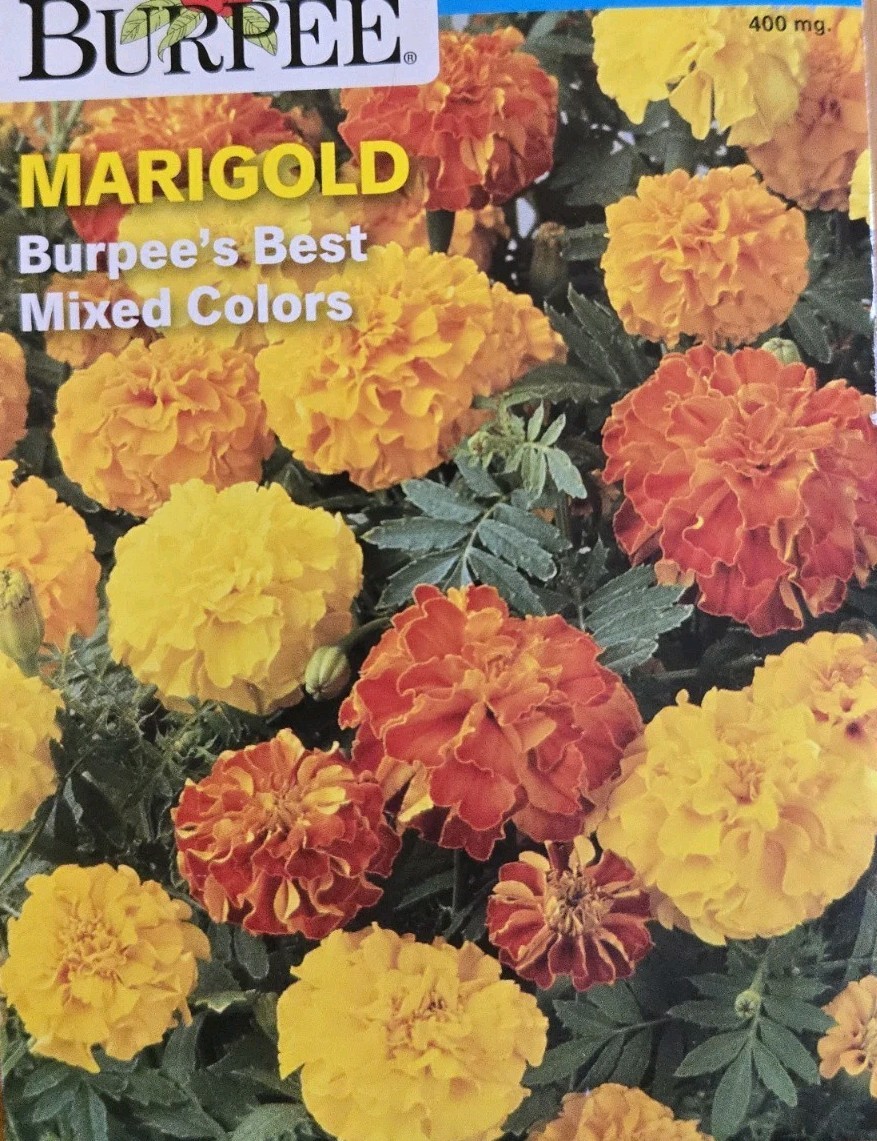Marigold Burpee’s Best Mixed Color Heirloom 400mg