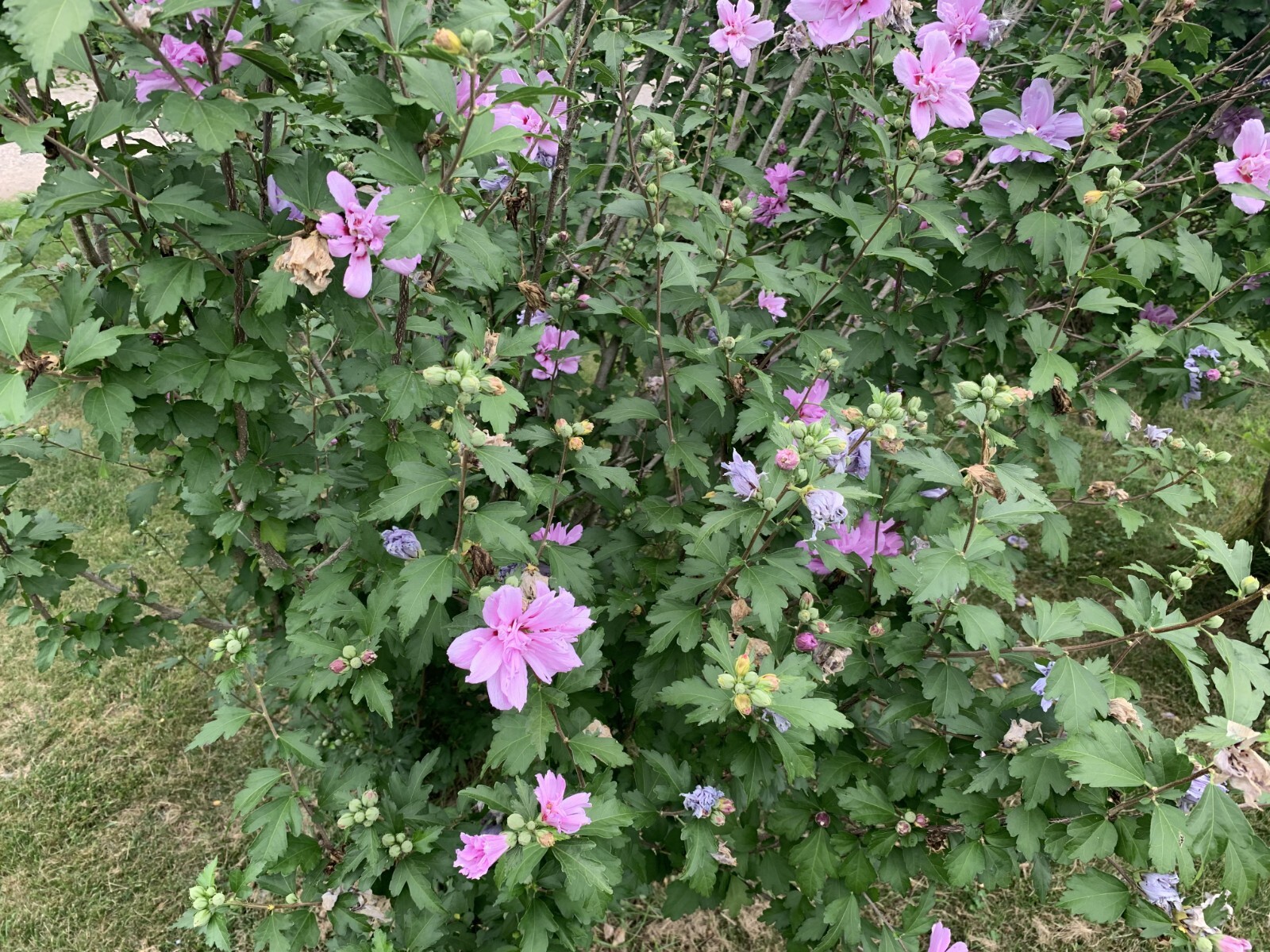 Rose Of Sharron- PINK W/ RED 100 SEEDS! VERY BEAUTIFUL AND HARDY!