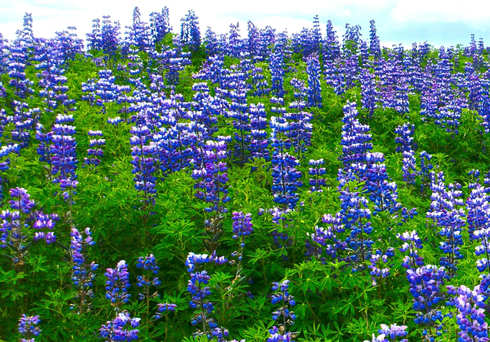 The Governor Blue Russell Lupine Seeds – For 2025 Planting Deep-Blue Lupinus