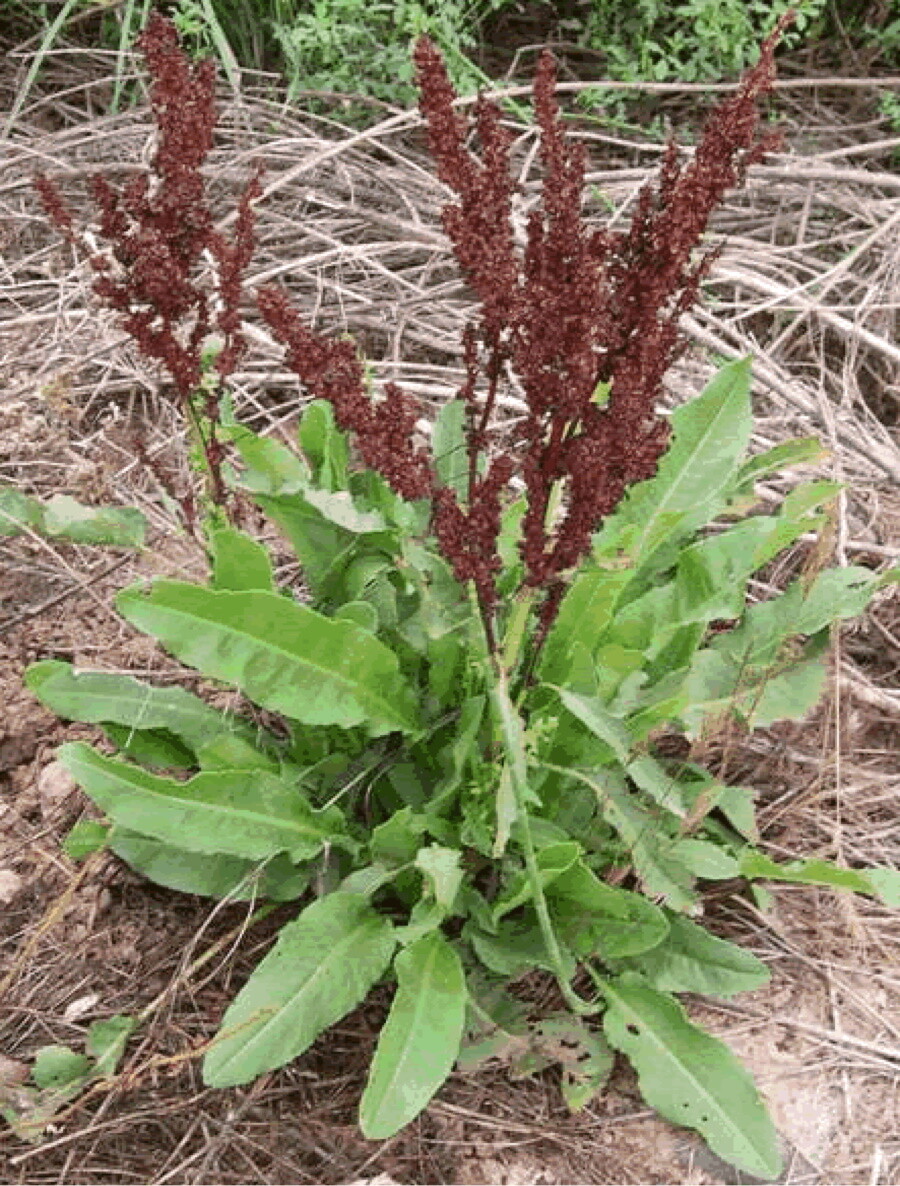 Yellow Dock Seed ~ Rumex crispus ~ 500 to 12oz bulk