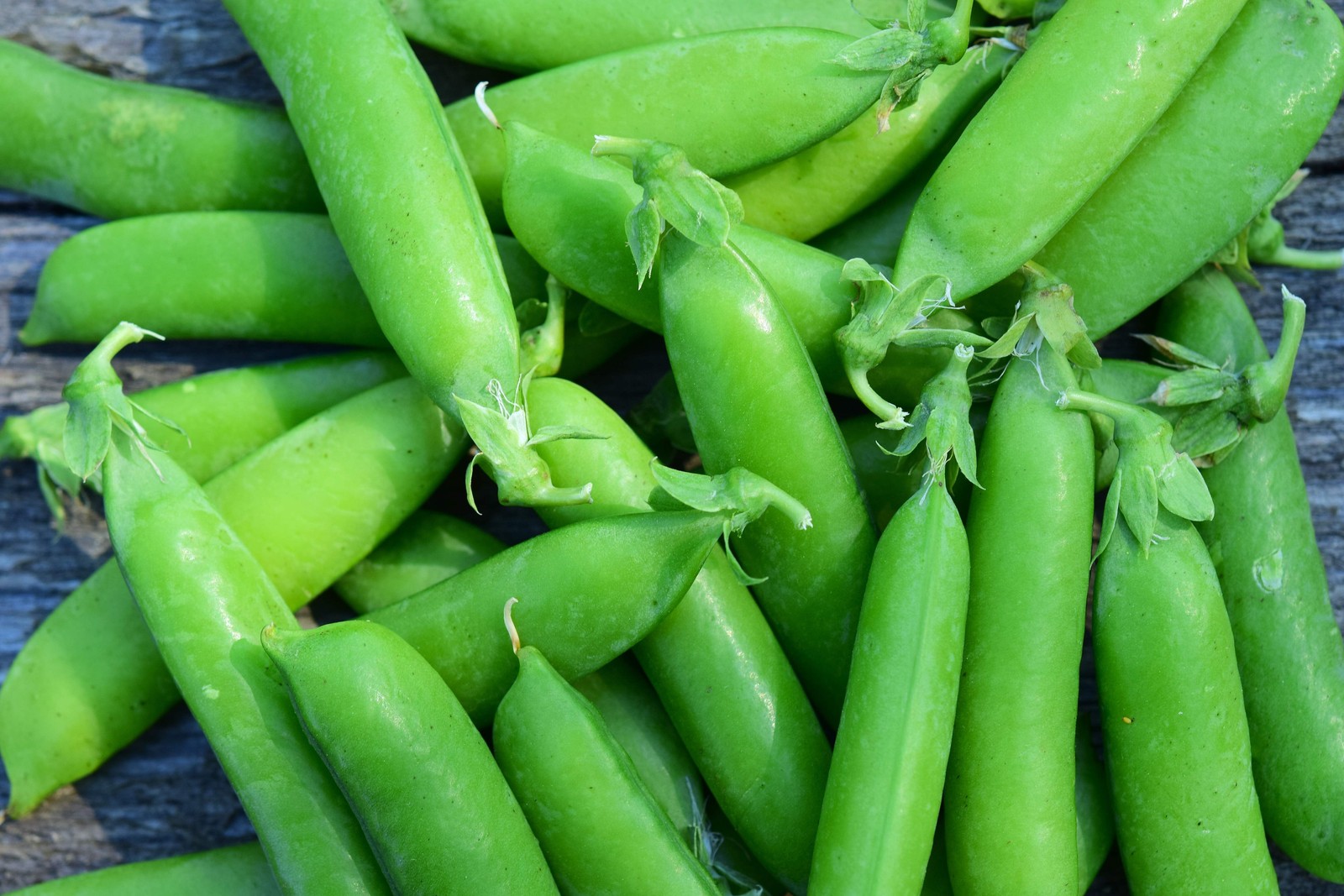 50 SUGAR ANN PEA Stringless Sweet Green Snap Pisum Sativum Vegetable Seeds