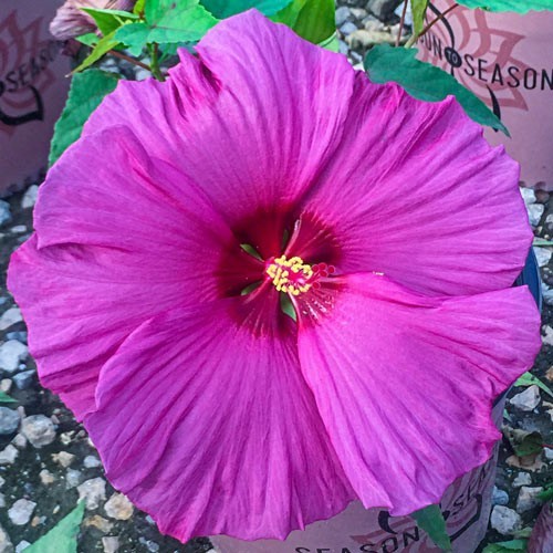 4 hardy hibiscus seeds: Airbrush Effect pod x Plum Flambé pollen