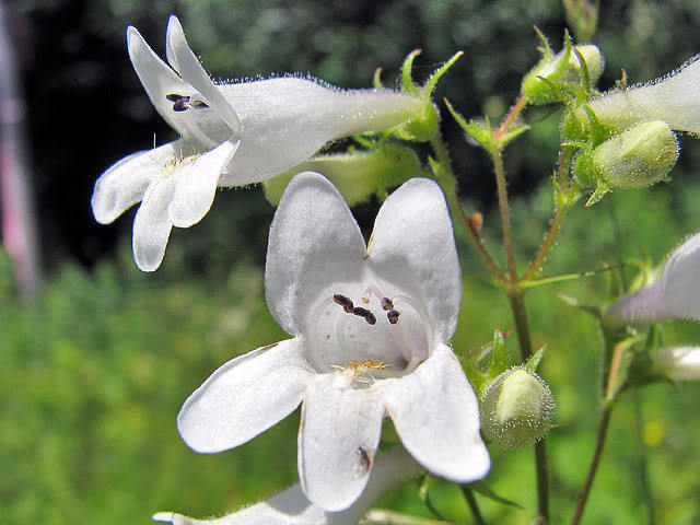 1000 WHITE FOXGLOVE BEARDTONGUE Penstemon Digitalis Flower Seeds