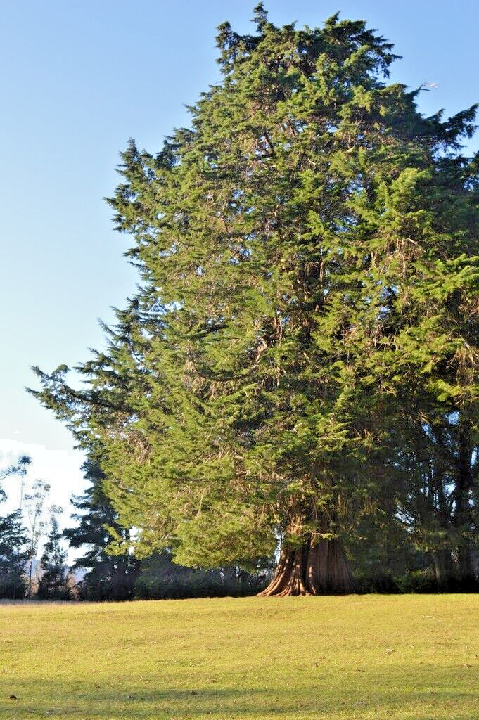 Monterey Cypress | Premium Seeds | Cupressus macrocarpa | Plants’®