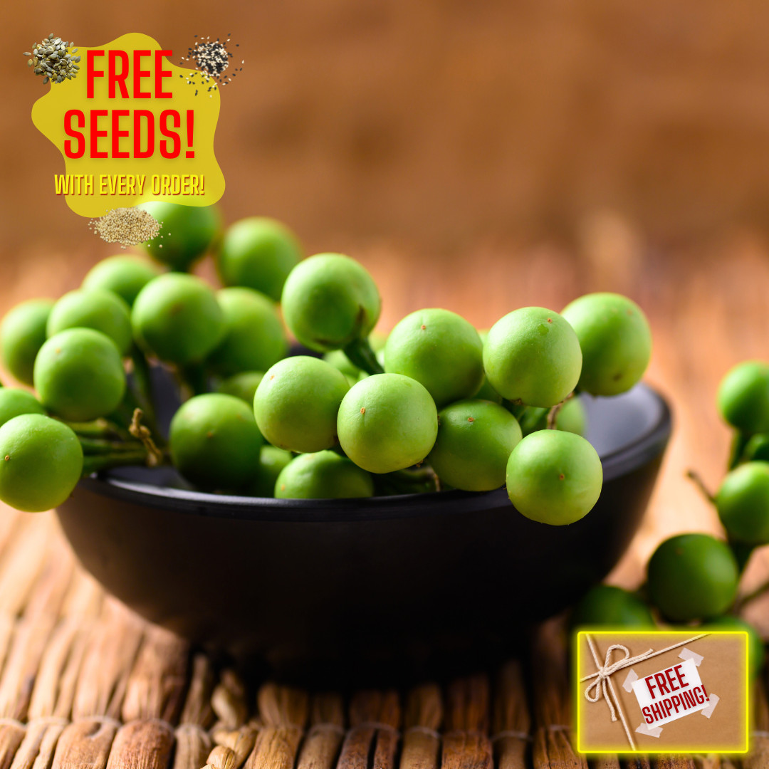 Fresh Pea Eggplant Seeds | Thai | Makheua Phuang | Heirloom Non-GMO | Vegetable