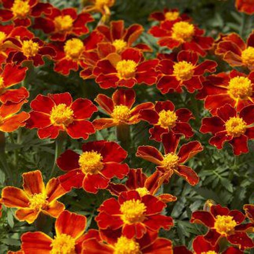 French Marigold DISCO RED Beneficial Flowers in Gardens USA Non-GMO 100 Seeds