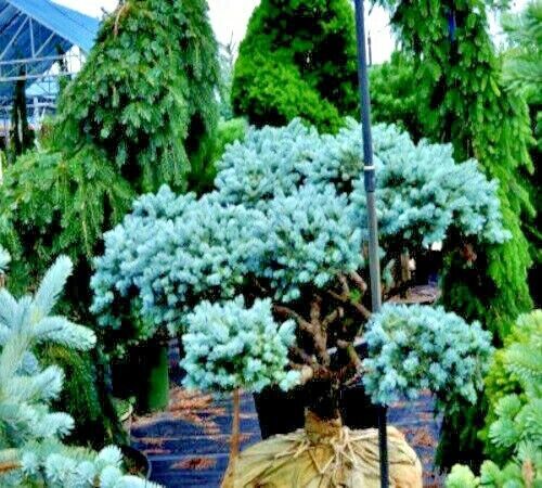 COLORADO BLUE SPRUCE TREE SEEDS (Picea pungens) “Glauca” Cold Hardy Bonsai Plant