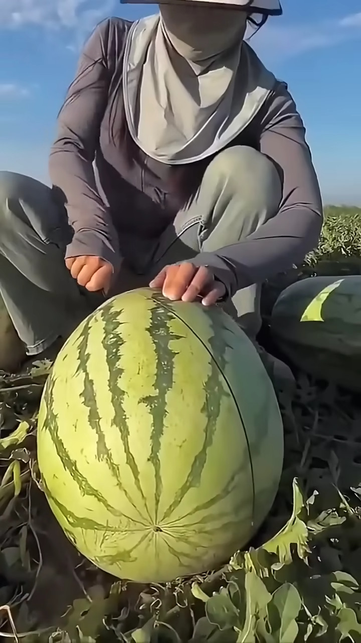 50 Seeds Giant Red Watermelon Huge 50LB+ Fruit Heirloom Vegetable Garden Veg