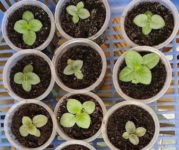 Non-GMO 5000+ Petunia Seeds – Ideal for Pollinator Gardens & Extended Bloom Time