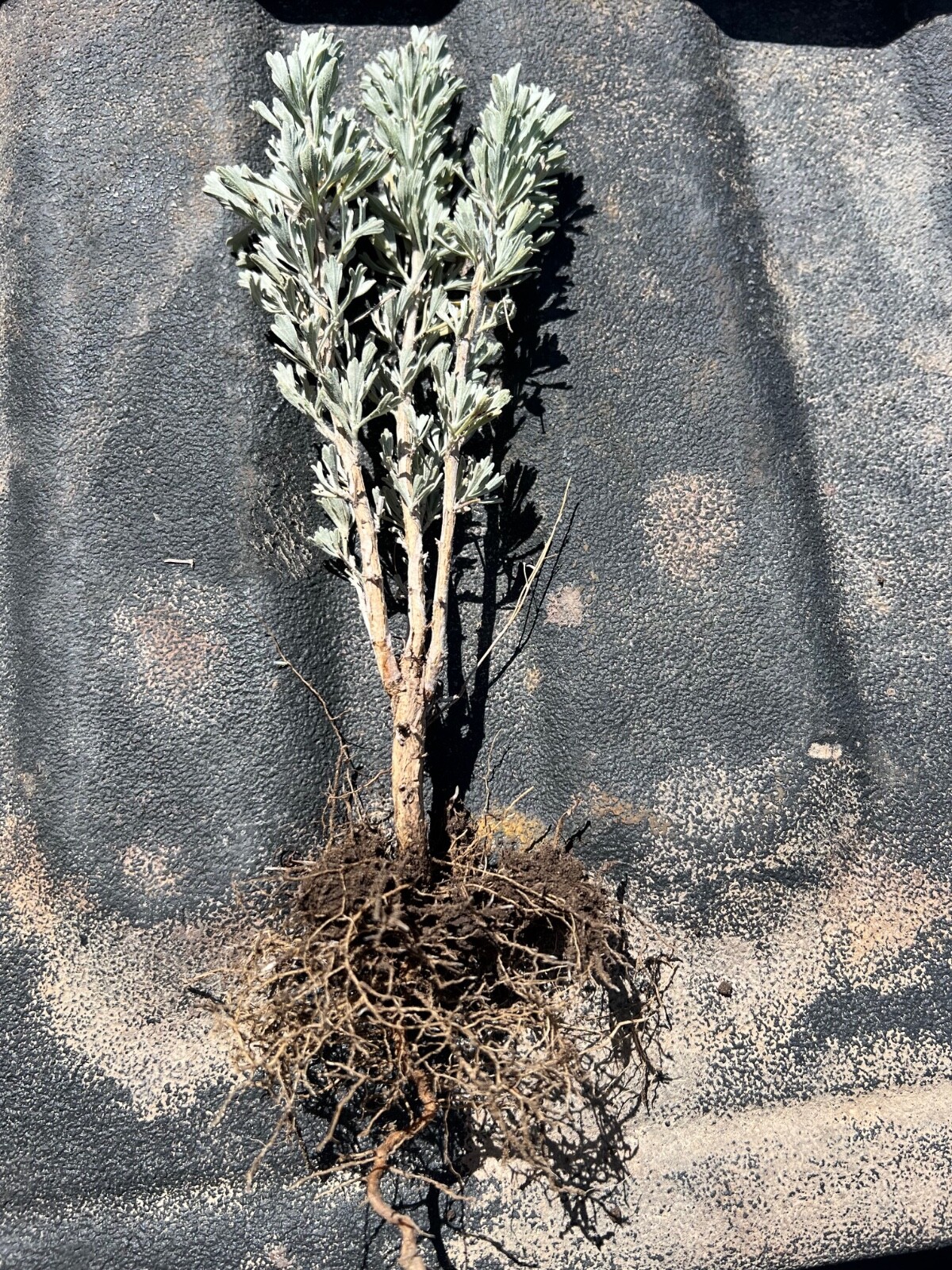 SAGEBRUSH Plants, 6-10 inches, (Idaho Big), 8 plants /order