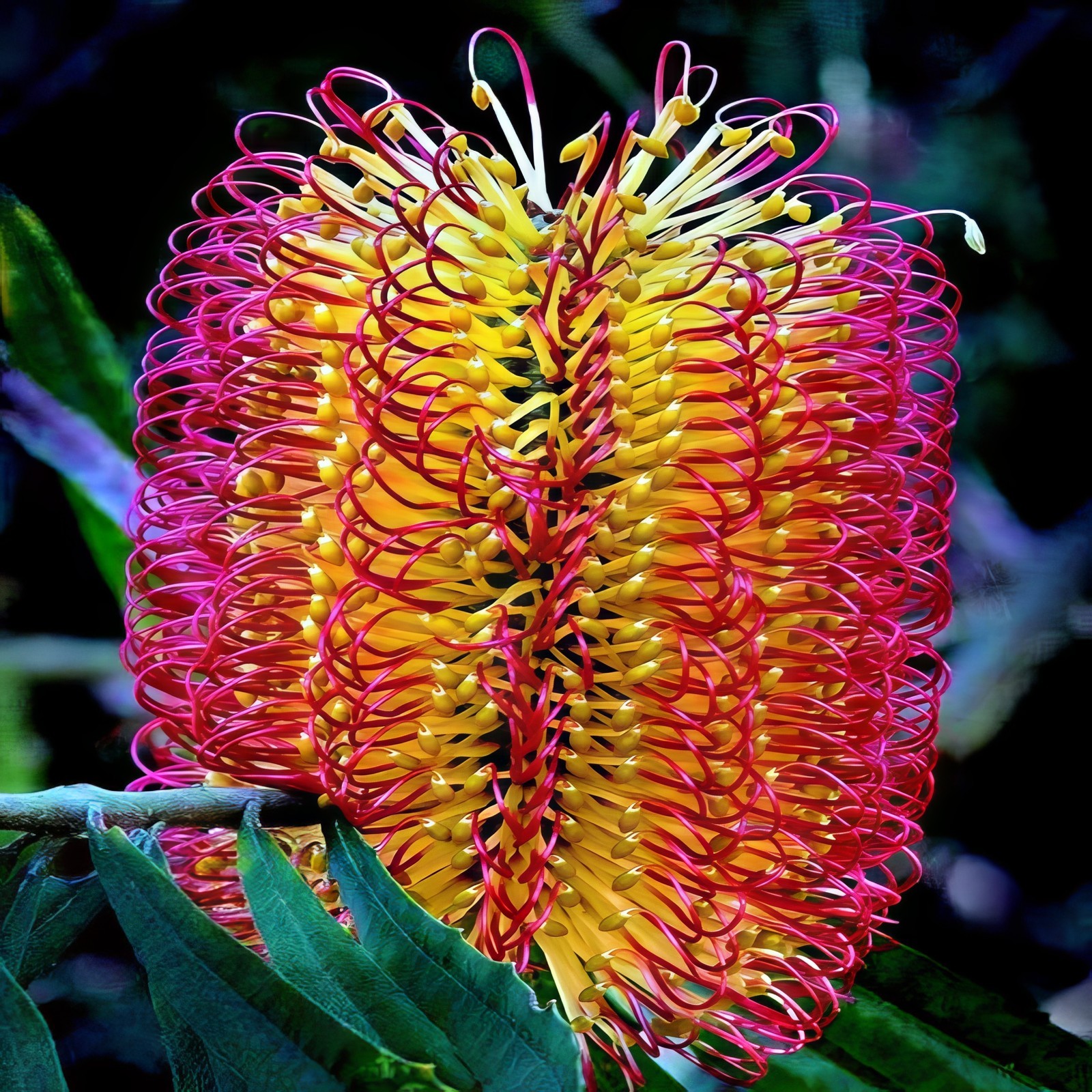 10 Lantern Banksia Tree Seeds “Fireworks” Exotic Flowering House Plant RARE