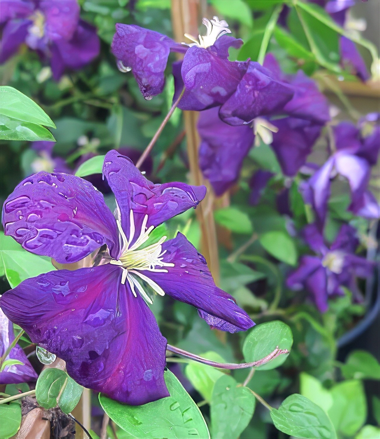 Purple Clematis viticella Seeds, Italian Leather Flower, Hardy – 4 Climber Vine