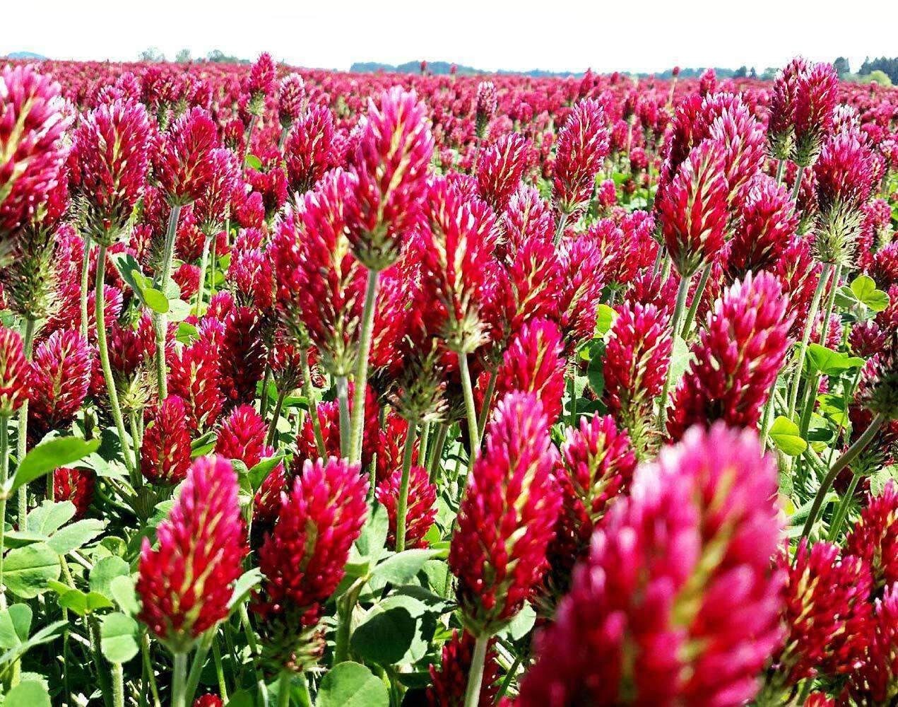 Crimson Clover Seed – with moisture retaining coating – Cover Crop