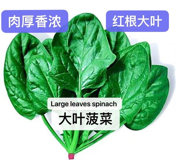 300+Giant Noble Large Leaves spinach seeds 300多粒大叶菠菜种子 2023年新种子