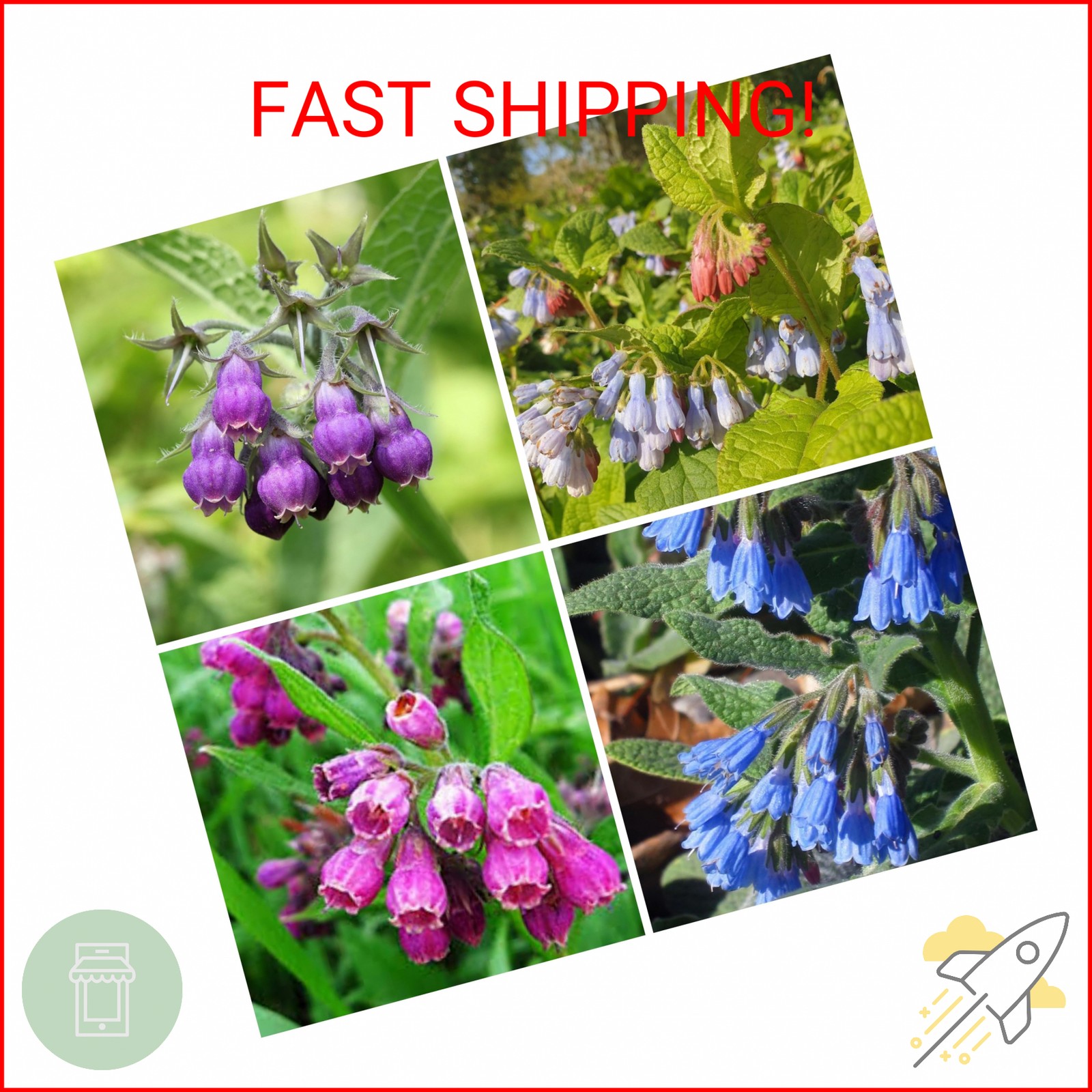 80 Symphytum Officinale Comfrey Seeds – Non-GMO Heirloom Fresh Garden Seeds