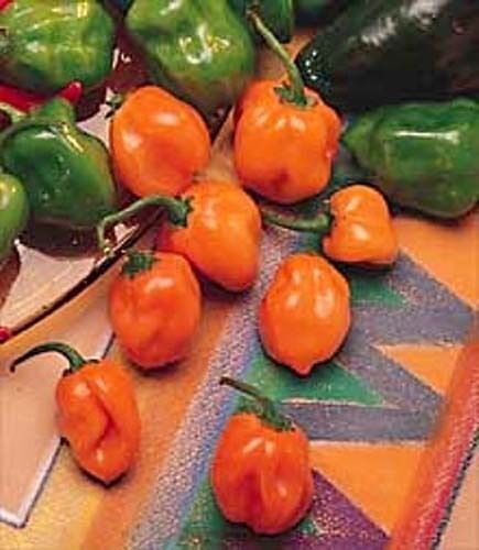 Pepper Hot Orange Habanero Heirloom By Seed Kingdom 100 Seeds