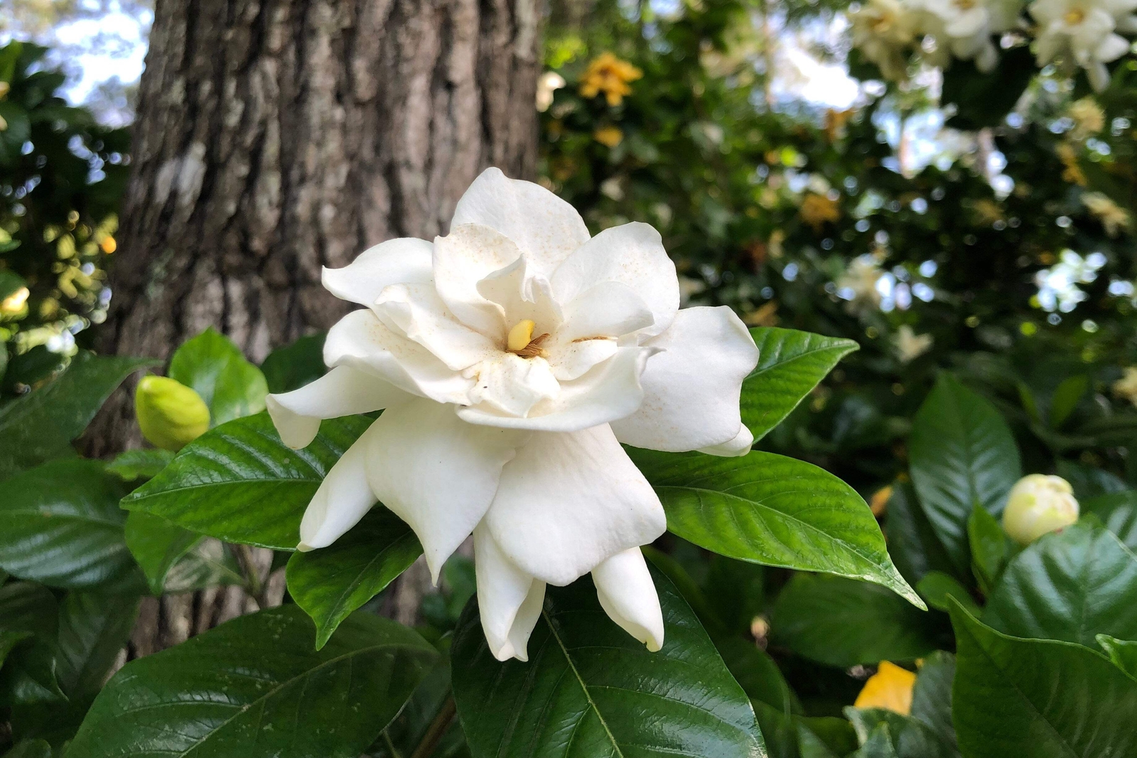 50 GARDENIA / CAPE JASMINE Jasminiodes Fragrant White Shrub Flower Seeds *FlatSH