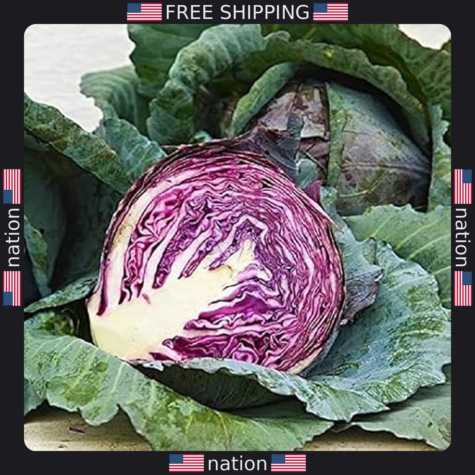 Red Acre Cabbage Seeds – 100 Count – Compact Deep Red Variety for Coleslaw