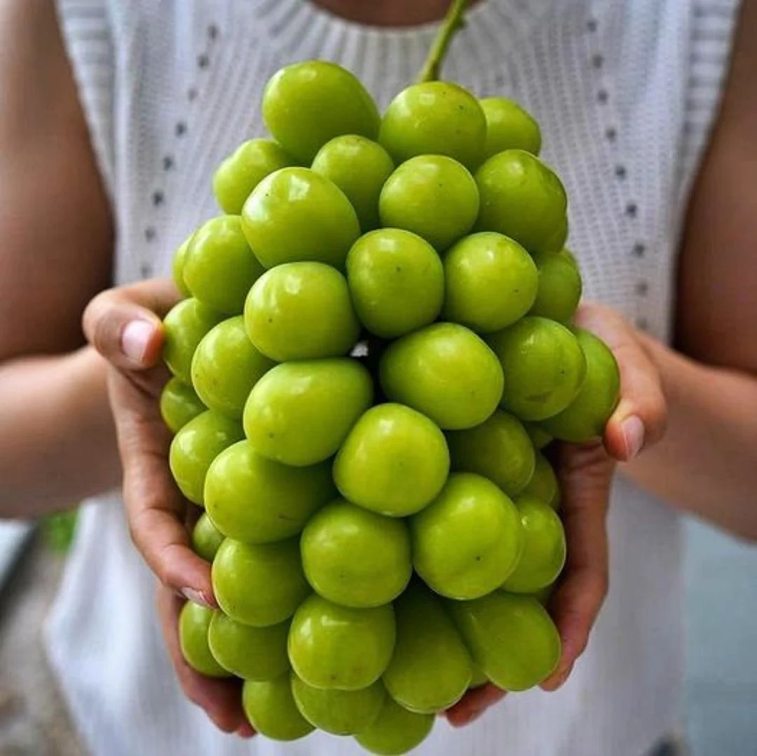 1 (One) Live “CHAMBOURCHIN” GRAPE PLANT ROOTED about 8-14″ tall.