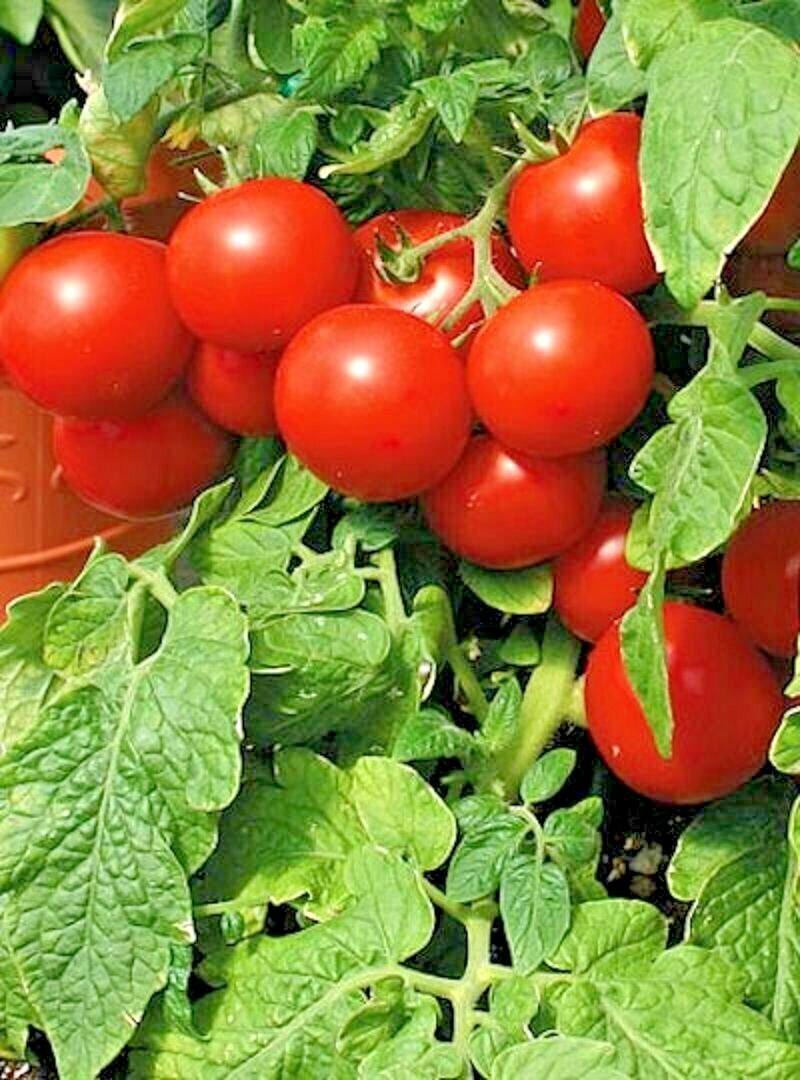 101+CHERRY TOMATO Seeds Organic Heirloom Vegetable Garden Patio Container Easy