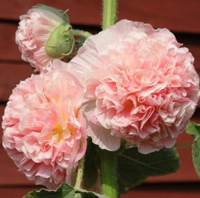 Hollyhock CHATER’S DOUBLE SALMON Peony Flowered Blooms Biennial Non-GMO 25 Seeds
