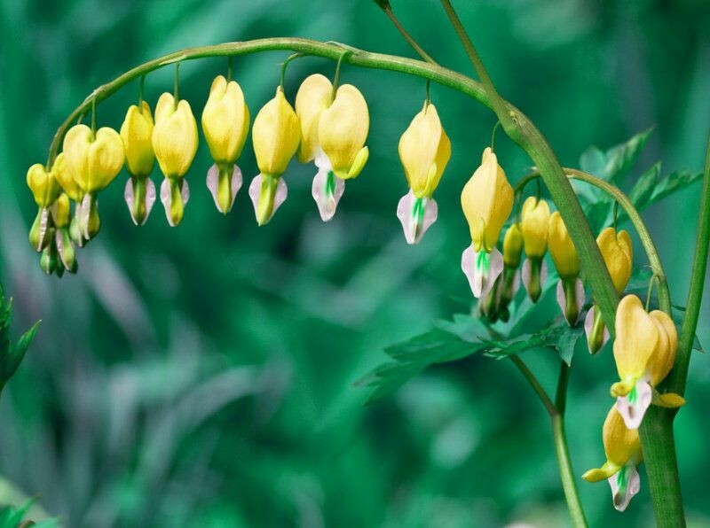 25 Yellow Bleeding Heart Seeds Flowers Flower Seed Perennial Bloom 315 US SELLER