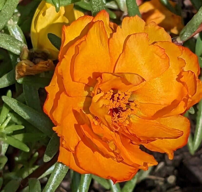 1000+ Moss Rose Double Mix Portulaca grandiflora button rose 150mg seeds