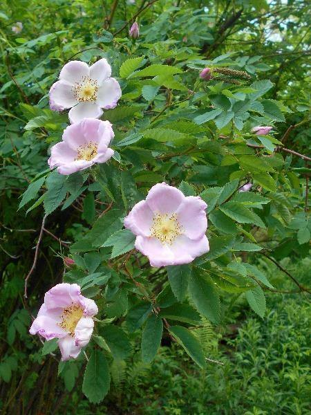 Rosa carolina | Pasture Rose | Carolina Rose | Wild Rose | Sand Rose | 10 Seeds