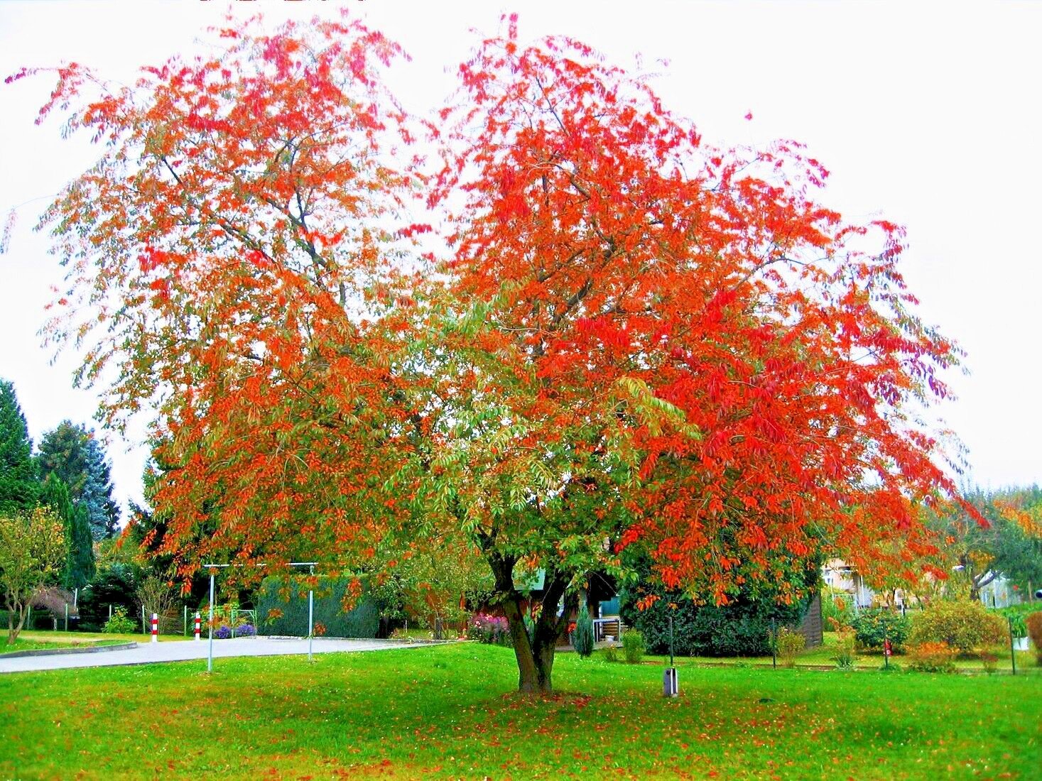 Wild Black Cherry Tree | Premium Seeds | Prunus serotina ‘Spring’ | Plants’®