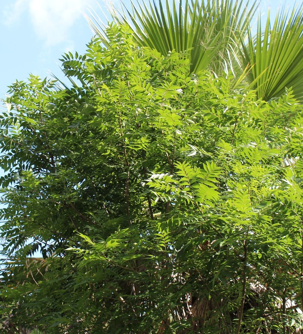 Ornamental Pistachio- 10 Seeds – good choice for lawn, shade or patio tree
