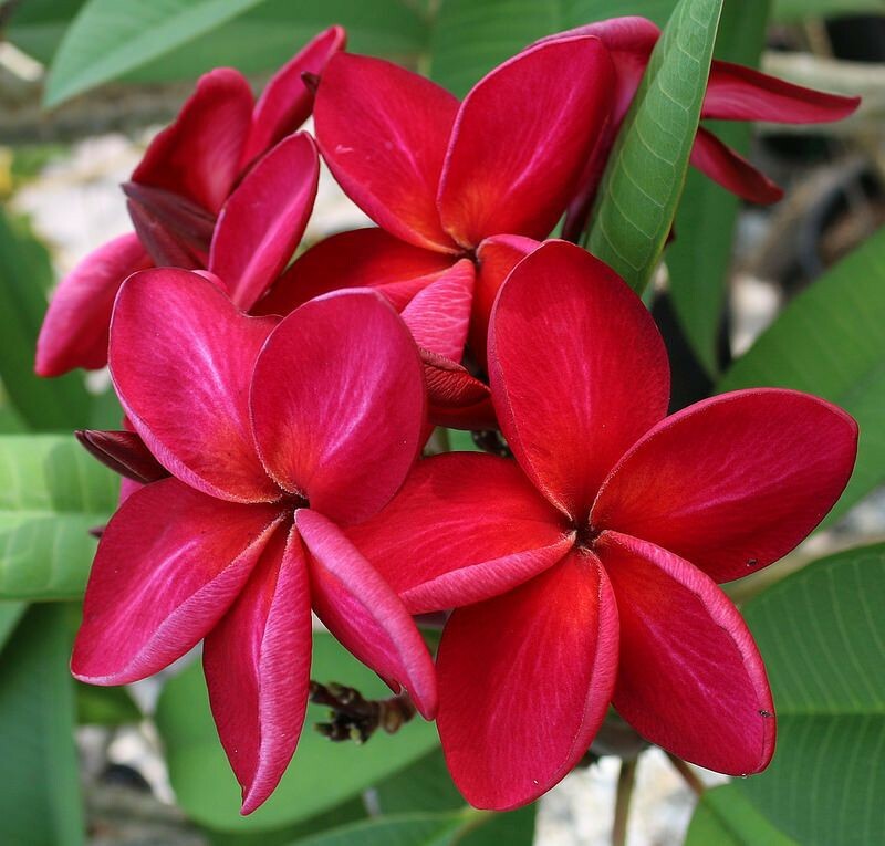 5 Bright Red Plumeria Seeds Plants Flower Lei Hawaiian Perennial Seed Bloom 186