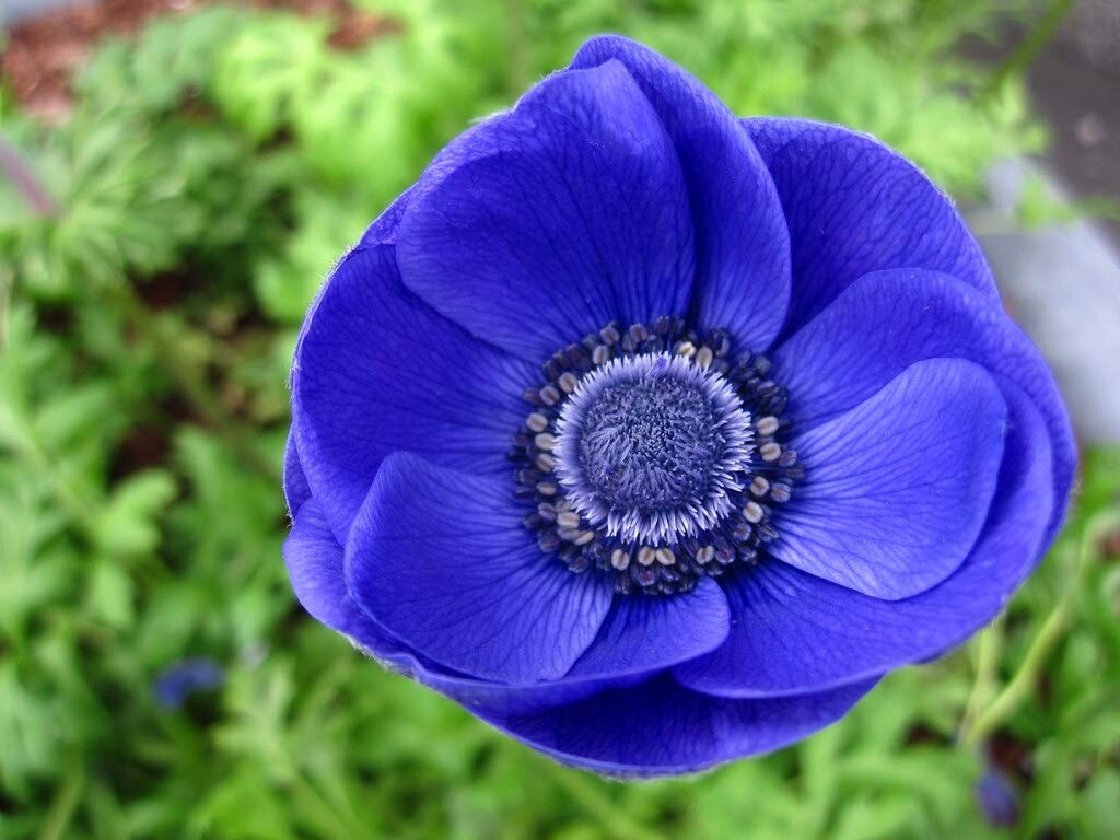 Anemone de Caen Blue Poppy 40 seeds