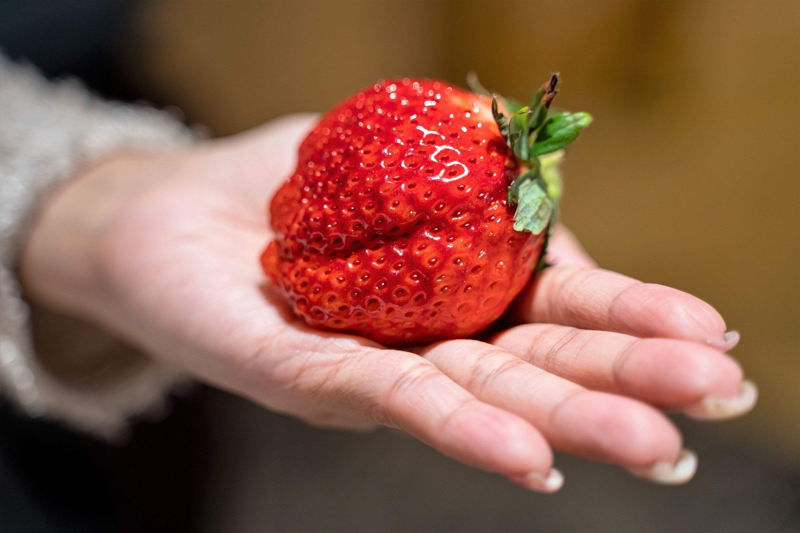 15 GIANT STRAWBERRY Fragaria JuneBearing Huge Red Berry Fruit White Flower Seeds