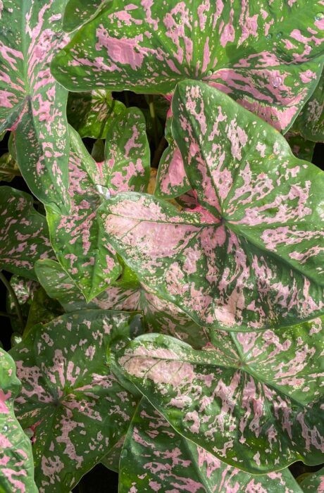 5 Fancy-Leaf CALADIUM Bulbs~FLORIDA ELISE~Green & Pink Speckled Leaves~FREE SHIP