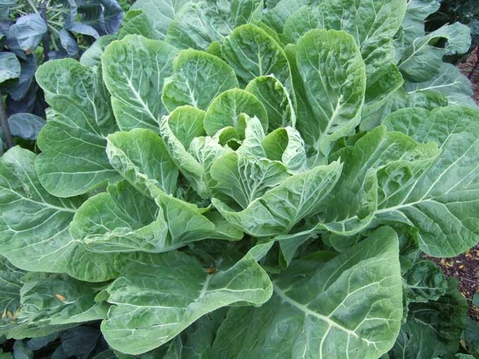 COLLARDS*CHAMPION*HUGE LEAVES W/MILD FLAVOR *