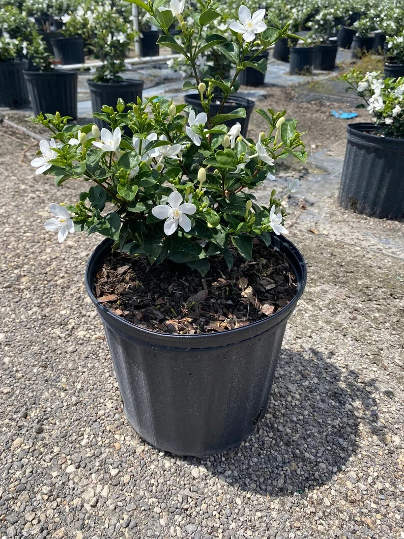 Asian Snow Jasmine~Wrightia antidysenter~Small Rooted STARTER Plant~Fragrant