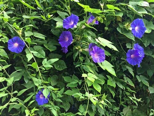 Ipomoea purpurea | Purple or Tall Morning Glory | 10 Seeds