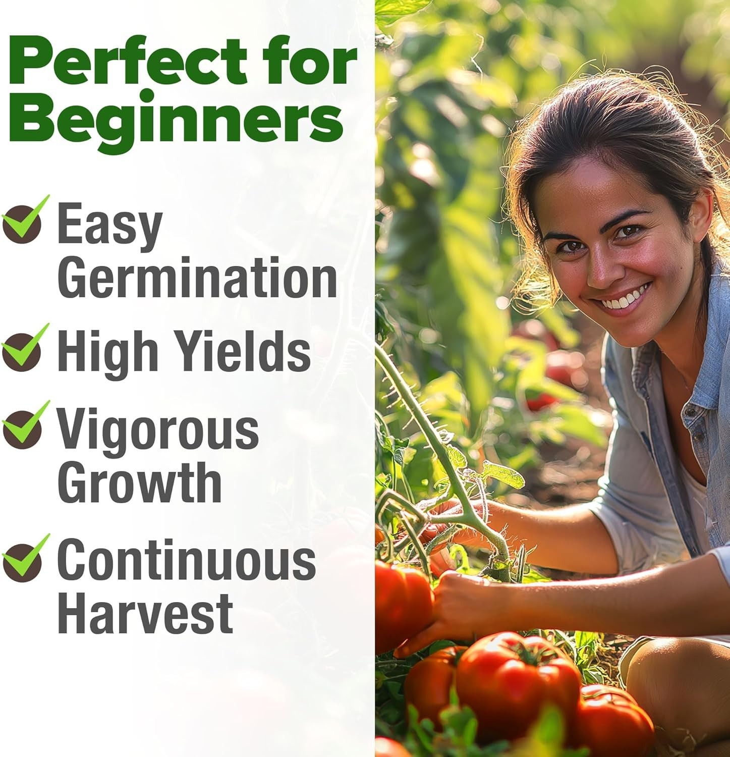 High Germination Beefsteak Tomato Seeds – 300 Heirloom Seeds for Any Gardener