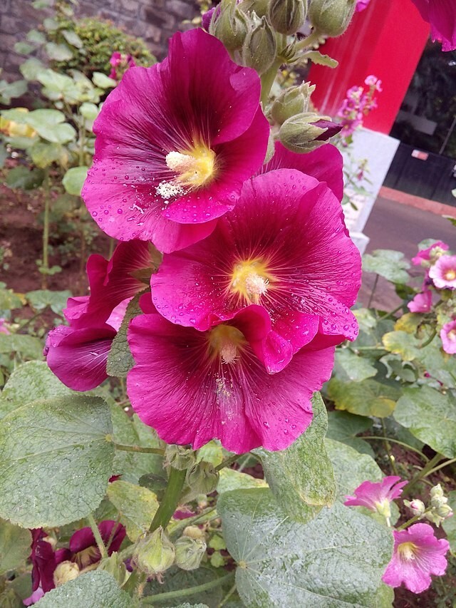 GIANT HOLLYHOCK MIXED COLORS 50 SEEDS, HARDY PERENNIAL, EZ TO GROW, USA SELLER