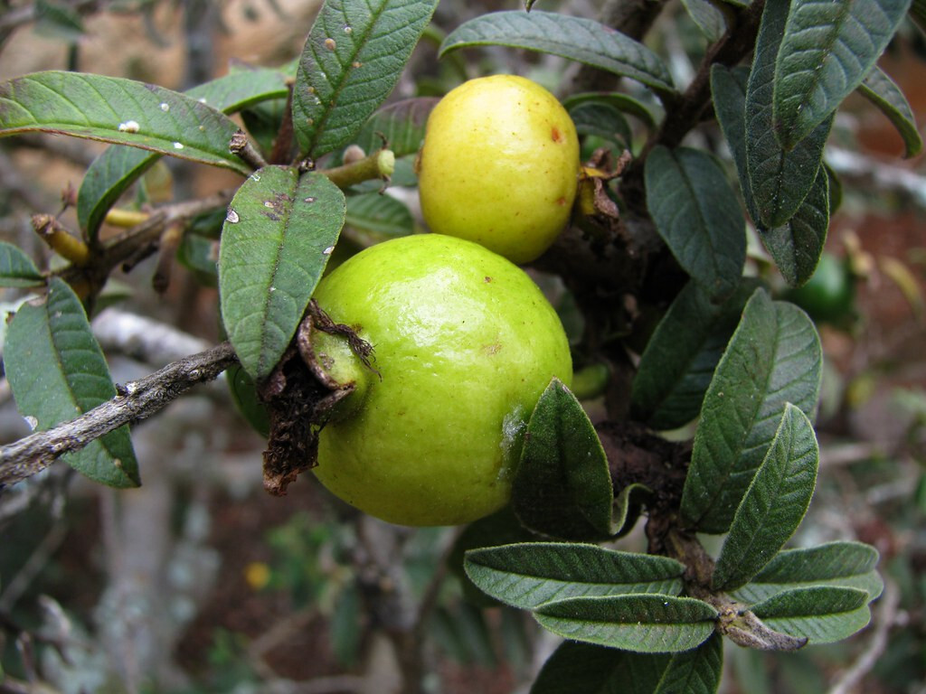 50+ Psidium Guajava Nana Guava Seeds for Garden Planting – USA – FREE SHIPPING!