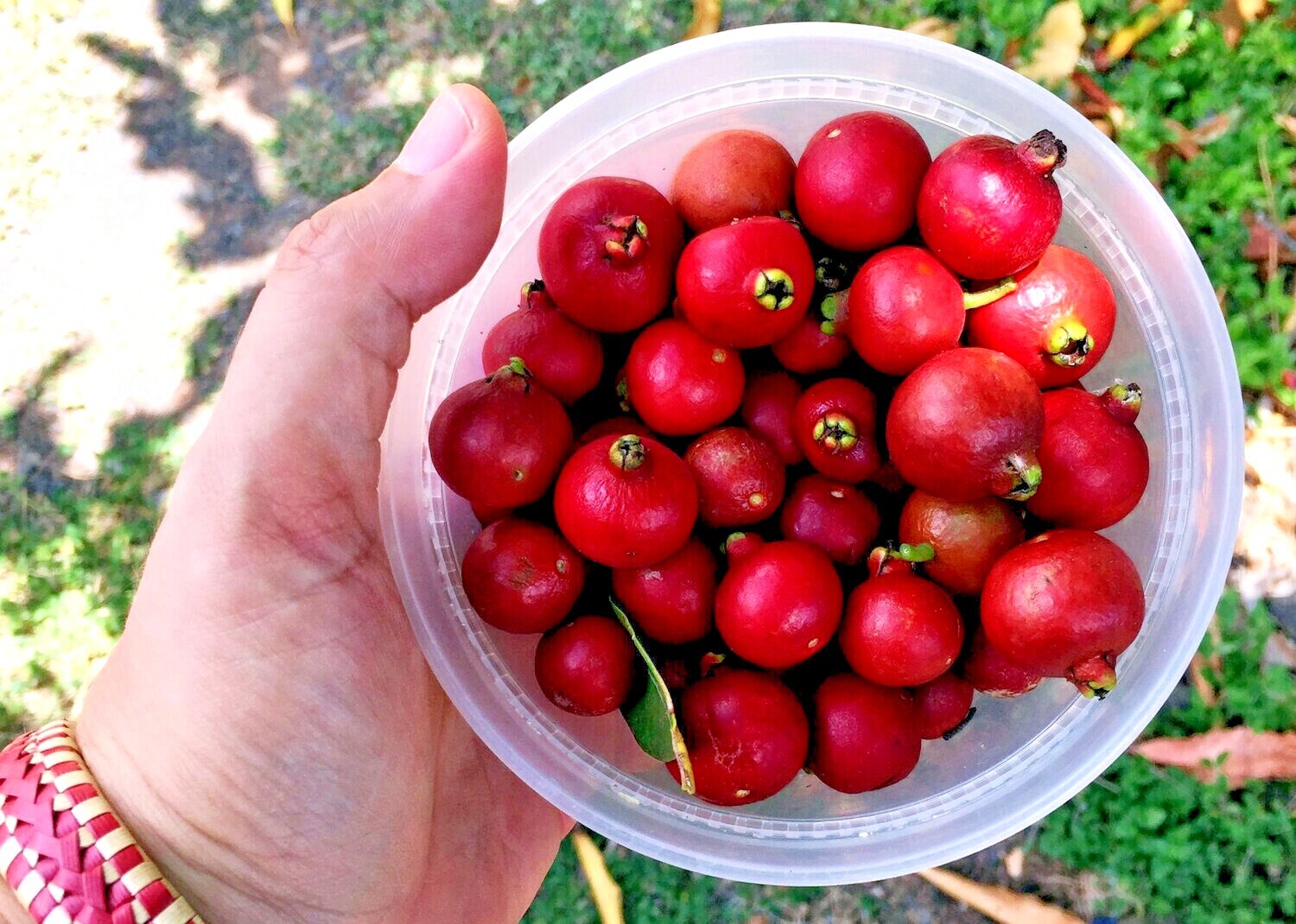 20 Strawberry Guava Tree Seeds (Psidium cattleianum) Edible Garden Fruit Plant