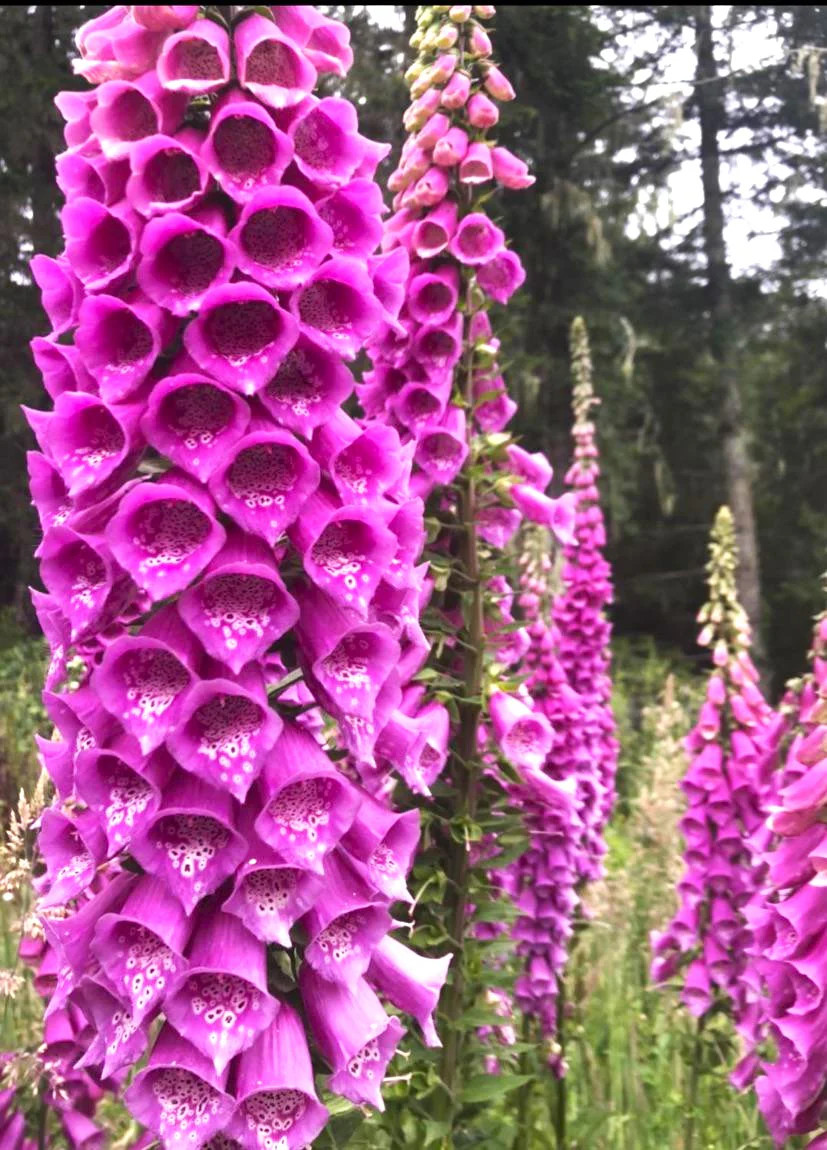 Foxglove Seeds | Mixed Colors Purple Perennial Tall Pollinator Flower Seed 2025