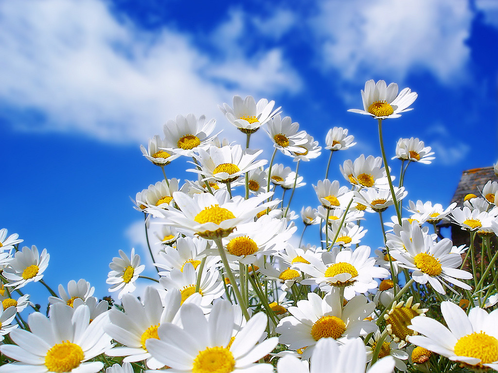 301+SILVER PRINCESS Seeds Dwarf Shasta Daisy Cut Flowers Container Garden Easy