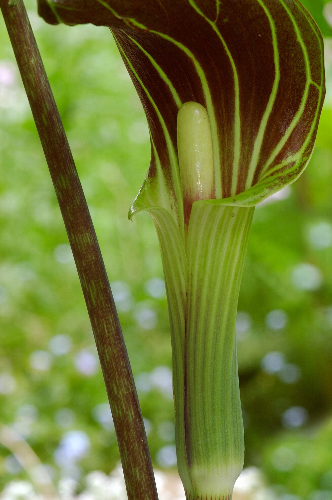 5 JACK IN THE PULPIT Arisaema Triphyllum Shade Flower Seeds *Flat S/H